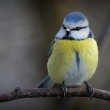 J. Frajkor: Parus caeruleus