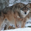 J. Frajkor: Vlk obecn� (Canis lupus)