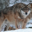 J. Frajkor: Vlk obecn (Canis lupus)