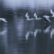 Racek chechtav� (Larus ridibundus)
