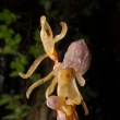 J. Tlskal: Sklenobl bezlist - nejvzcnj umavsk orchidej, rostouc pouze pod Boubnem