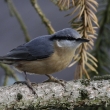 Brhlk obecn (Sita europaea)